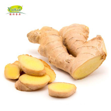 Bulk Distribute Wholesale IQF frozen ginger